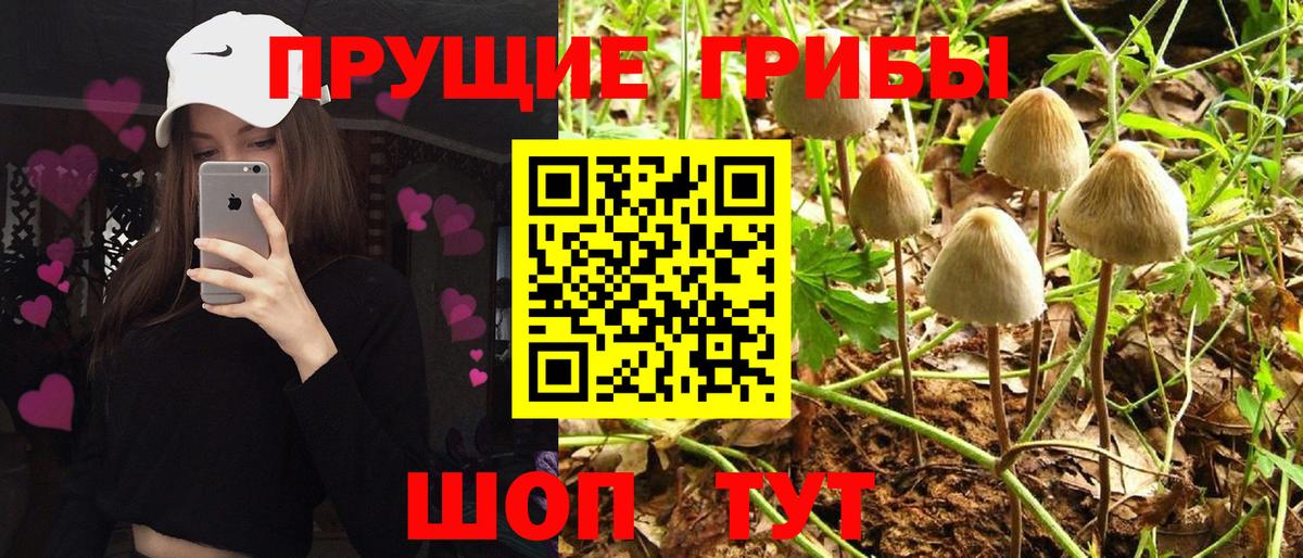 что такое   Псилоцибиновые грибы Cubensis  Вход с VPN  Ногинск 